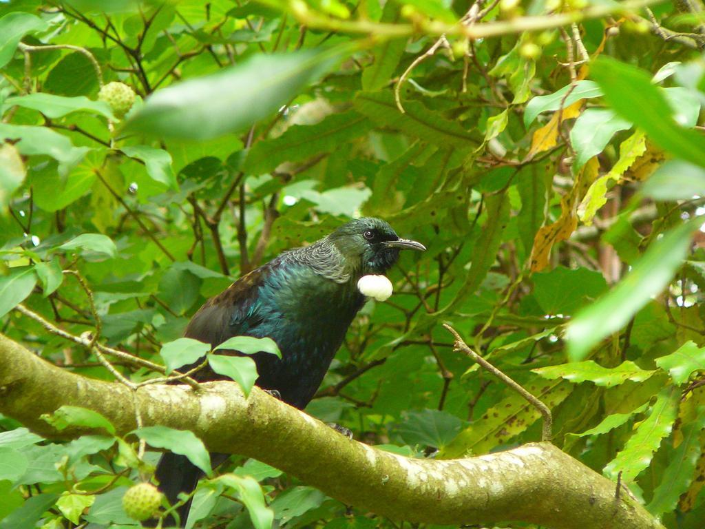 Mount Tutu Eco-Sanctuary Panzió Ohauiti Kültér fotó